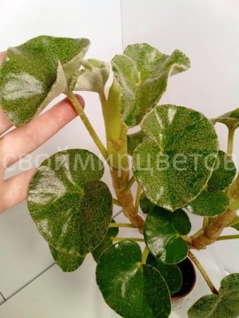 Бегония Venosa